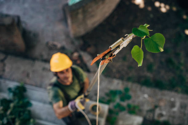 Best Storm Damage Tree Cleanup  in Laconia, NH